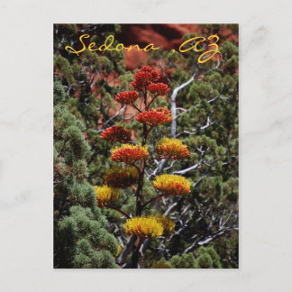 Cartão Postal Cartão-postal das flores da Yucca