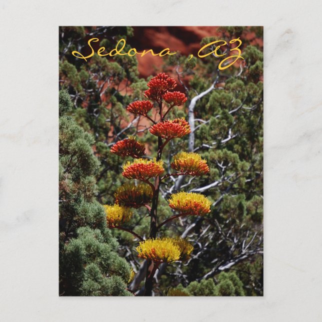 Cartão Postal Cartão-postal das flores da Yucca (Frente)