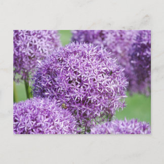 Cartão Postal Cartão-postal das flores de Allium