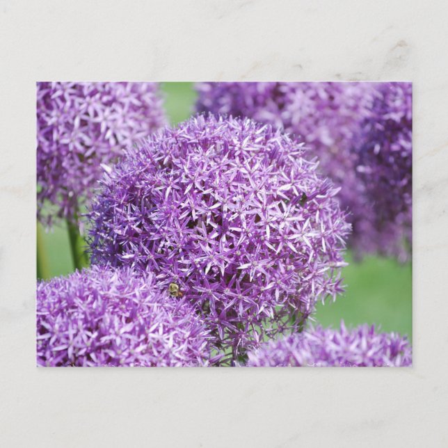 Cartão Postal Cartão-postal das flores de Allium (Frente)