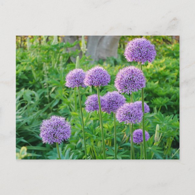 Cartão Postal Cartão-postal das flores de Allium (Frente)