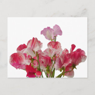 Cartão Postal Cartão-postal das flores de ervilha doce