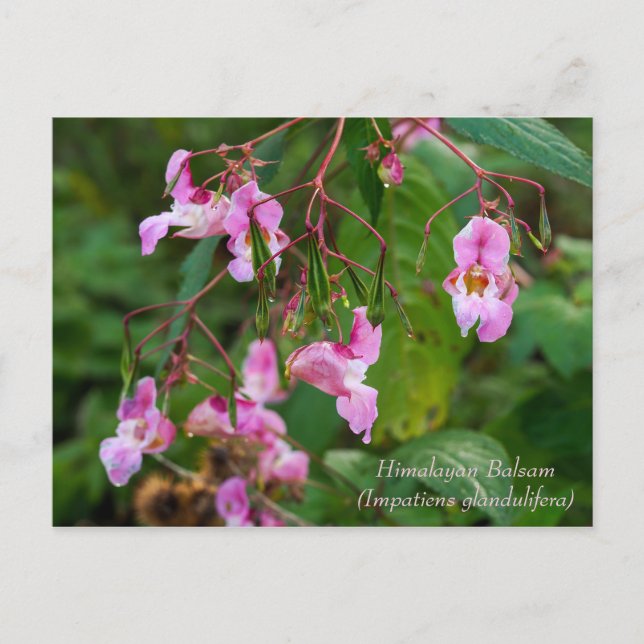 Cartão Postal Cartão-postal das flores de Himalayan Balsam (Frente)