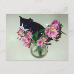 Cartão Postal Cartão-postal das flores de Kitten