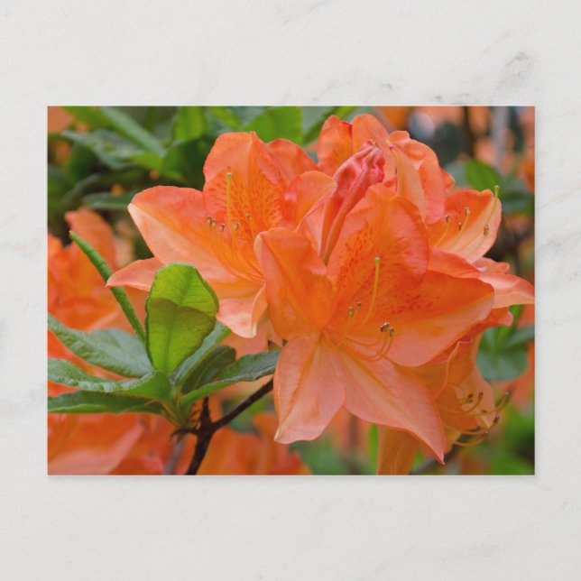 Cartão Postal Cartão-postal das flores de limonara de Rhododendr (Frente)