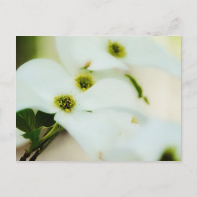 Cartão Postal Cartão-postal das flores de madeira (Frente)