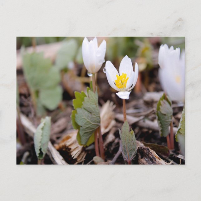 Cartão Postal Cartão-postal das Flores de Mola (Frente)