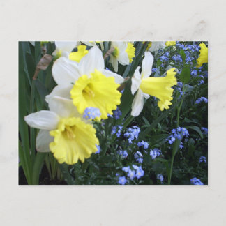 Cartão Postal Cartão-postal das Flores de Mola