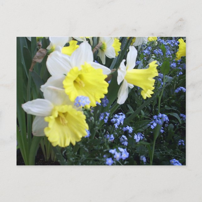 Cartão Postal Cartão-postal das Flores de Mola (Frente)