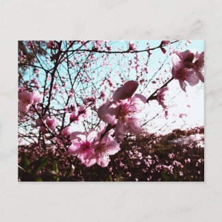 Cartão Postal Cartão-postal das flores de primavera cor-de-rosa