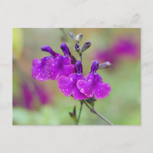 Cartão Postal Cartão-postal das Flores de Salvia Roxo