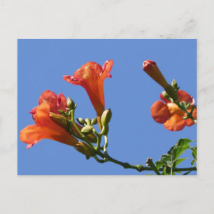 Cartão Postal Cartão-postal das flores de trompete com azul-Sky-