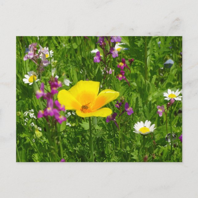 Cartão Postal Cartão-postal das flores de verão (Frente)