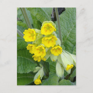 Cartão Postal Cartão-postal das Flores do Cowslip