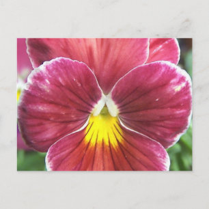 Cartão Postal Cartão-postal das Flores do Johnny Salta