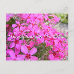 Cartão Postal Cartão-postal das flores do Phlox rosa