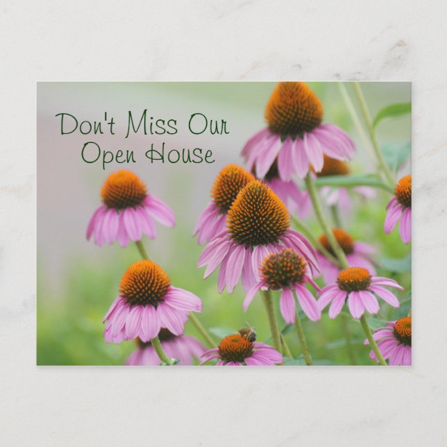 Cartão Postal Cartão-postal das Flores Echinacea - para qualquer (Frente)