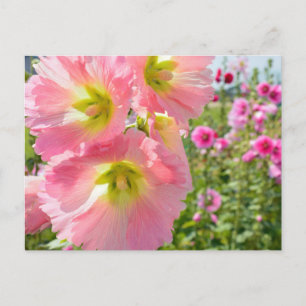Cartão Postal Cartão-postal das Flores Hollyhock