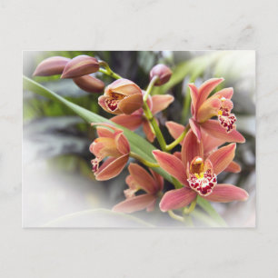 Cartão Postal Cartão-postal das Flores Orquídeas de Cymbidium 