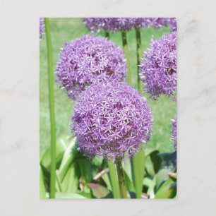 Cartão Postal Cartão-postal das flores roxas