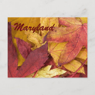 Cartão Postal Cartão-postal das Folhas de Maryland Autumn