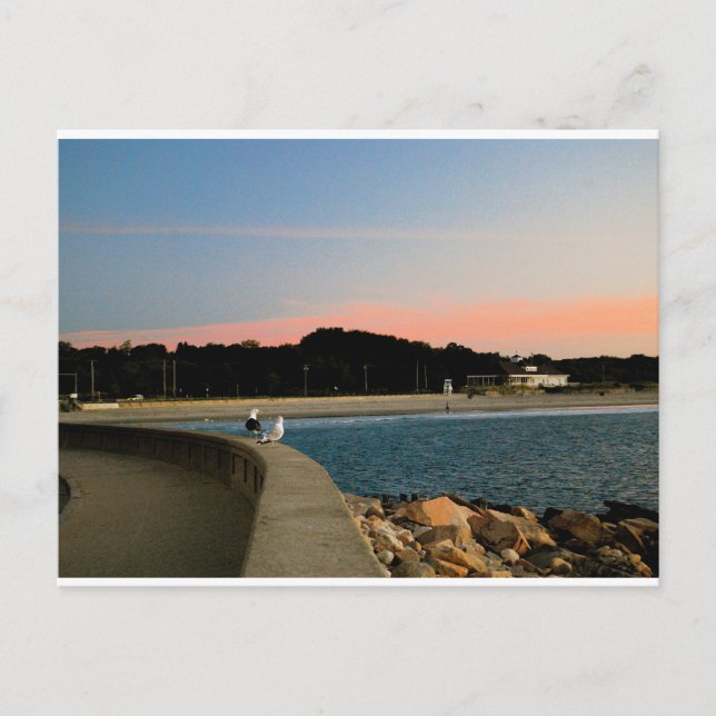 Cartão Postal Cartão-postal das gaivotas sunrise (Frente)