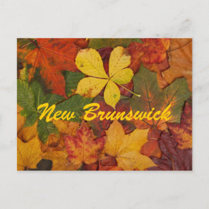 Cartão Postal Cartão-postal das novas folhas de outono de Bruns