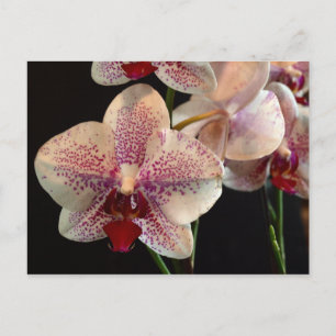 Cartão Postal Cartão-postal das Orquídeas Brancas e Magenta