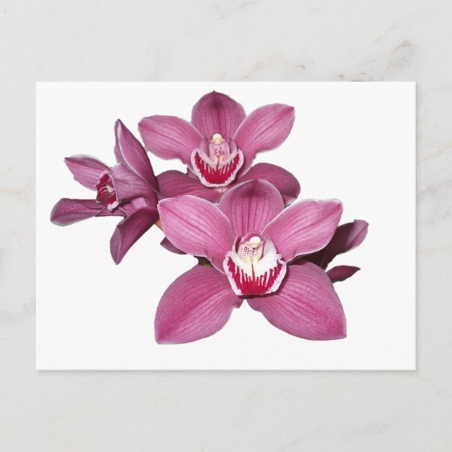 Cartão Postal Cartão-postal das Orquídeas de Cymbidium Rosa (Frente)