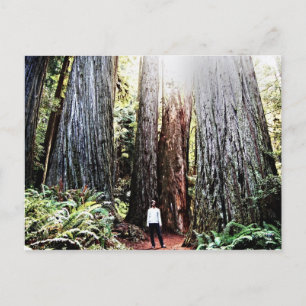 Cartão Postal Cartão-postal das Sequoias