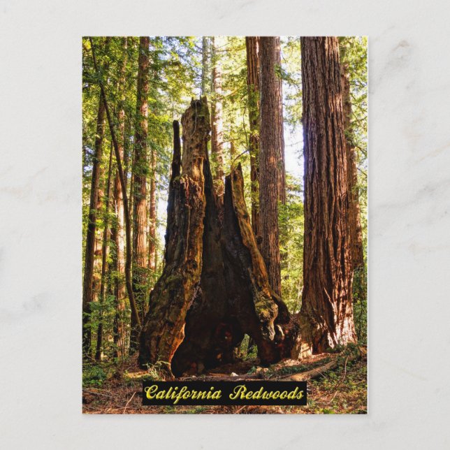 Cartão Postal Cartão-postal das Sequoias da Califórnia (Frente)