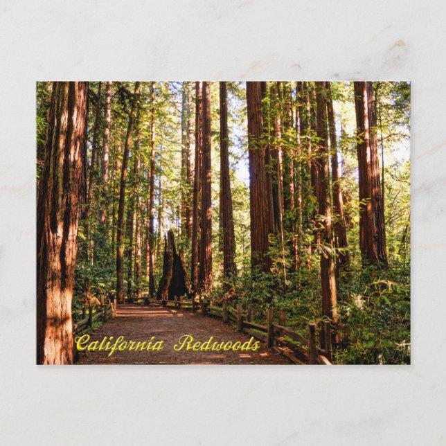 Cartão Postal Cartão-postal das Sequoias da Califórnia (Frente)