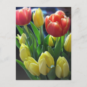 Cartão Postal Cartão-postal das Tulipas Holandesas