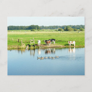 Cartão Postal Cartão-postal das Vacas na Paisagem do Rio Meadow
