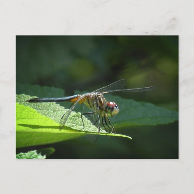 Cartão Postal Cartão-postal Dasher Dragonfly (Frente)