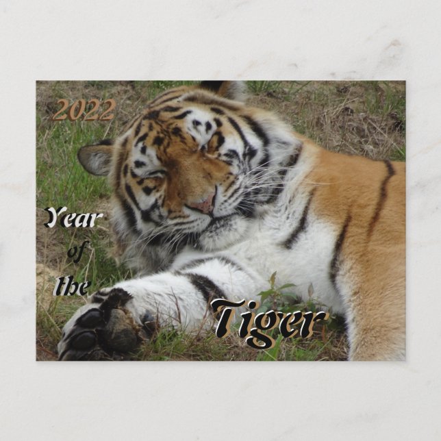 Cartão Postal Cartão-postal de 2022 para os Chineses do Tigre Bo (Frente)
