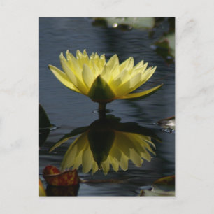 Cartão Postal Cartão-postal de água Lotus amarelo