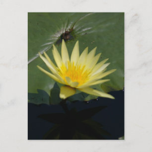 Cartão Postal Cartão-postal de água Lotus amarelo