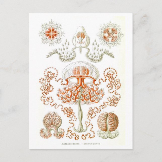 Cartão Postal Cartão-postal de água-viva bonito (Frente)