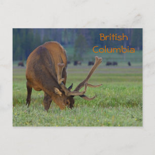 Cartão Postal cartão-postal de alce da Colúmbia Britânica