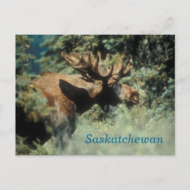 Cartão Postal Cartão-postal de alce de Saskatchewan (Frente)