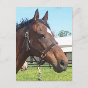 Cartão Postal Cartão-postal de Alerta para Cavalo Árabe