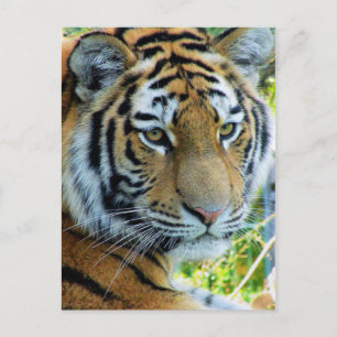 Cartão Postal Cartão-postal de Amur Tiger Siberiano