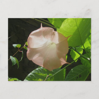 Cartão Postal Cartão-postal de Angel's Trumpet