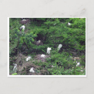 Cartão Postal Cartão-postal de aninhamento Egret do Excelente Br