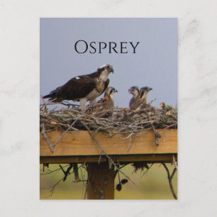 Cartão Postal Cartão-postal de aninho de pássaro Osprey