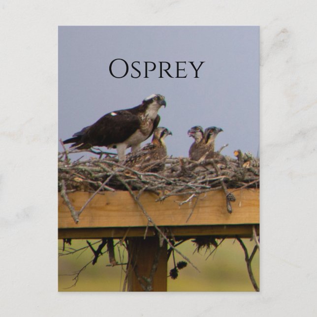 Cartão Postal Cartão-postal de aninho de pássaro Osprey (Frente)