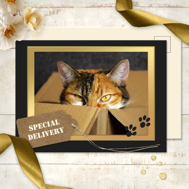 Cartão Postal Cartão-postal de aniversário de Gato Engraçado (A cute birthday postcard featuring a kitty in a cardboard box - special delivery for cat lovers)