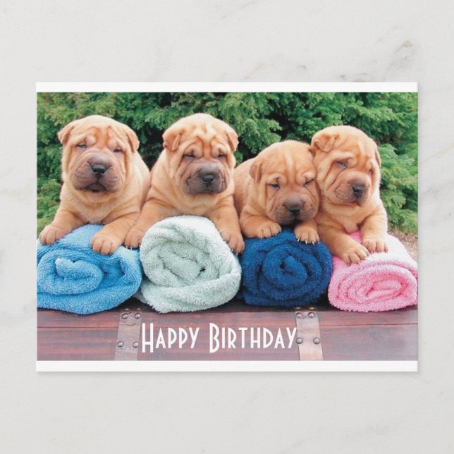 Cartão Postal Cartão-postal de aniversário feliz chinês Shar Pei (Frente)