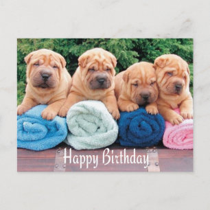 Cartão Postal Cartão-postal de aniversário feliz chinês Shar Pei